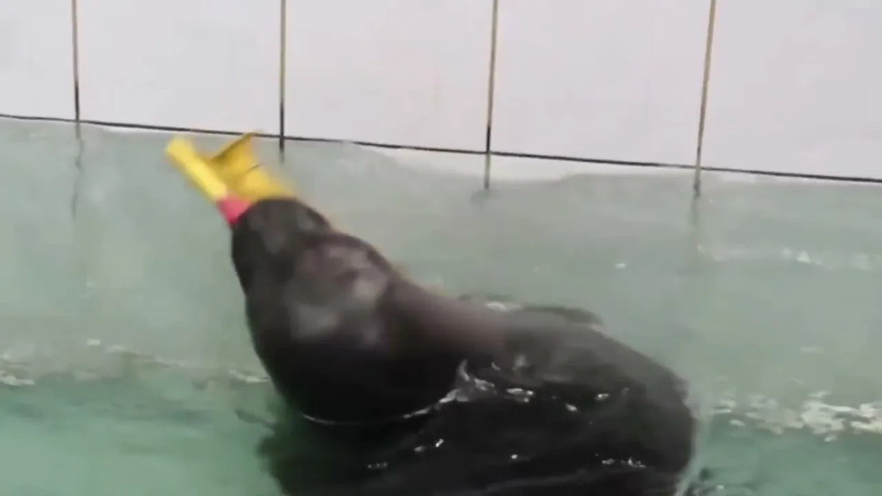 FlexingSeal