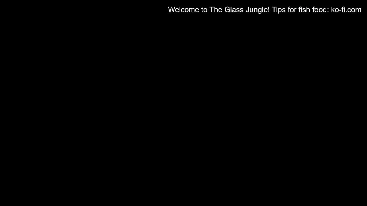 TheGlassJungle live