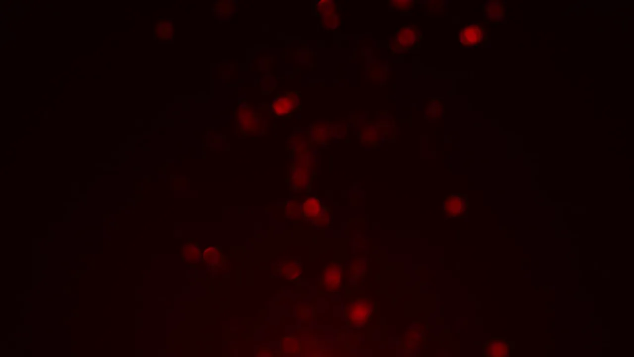 Nebu_LST live stream