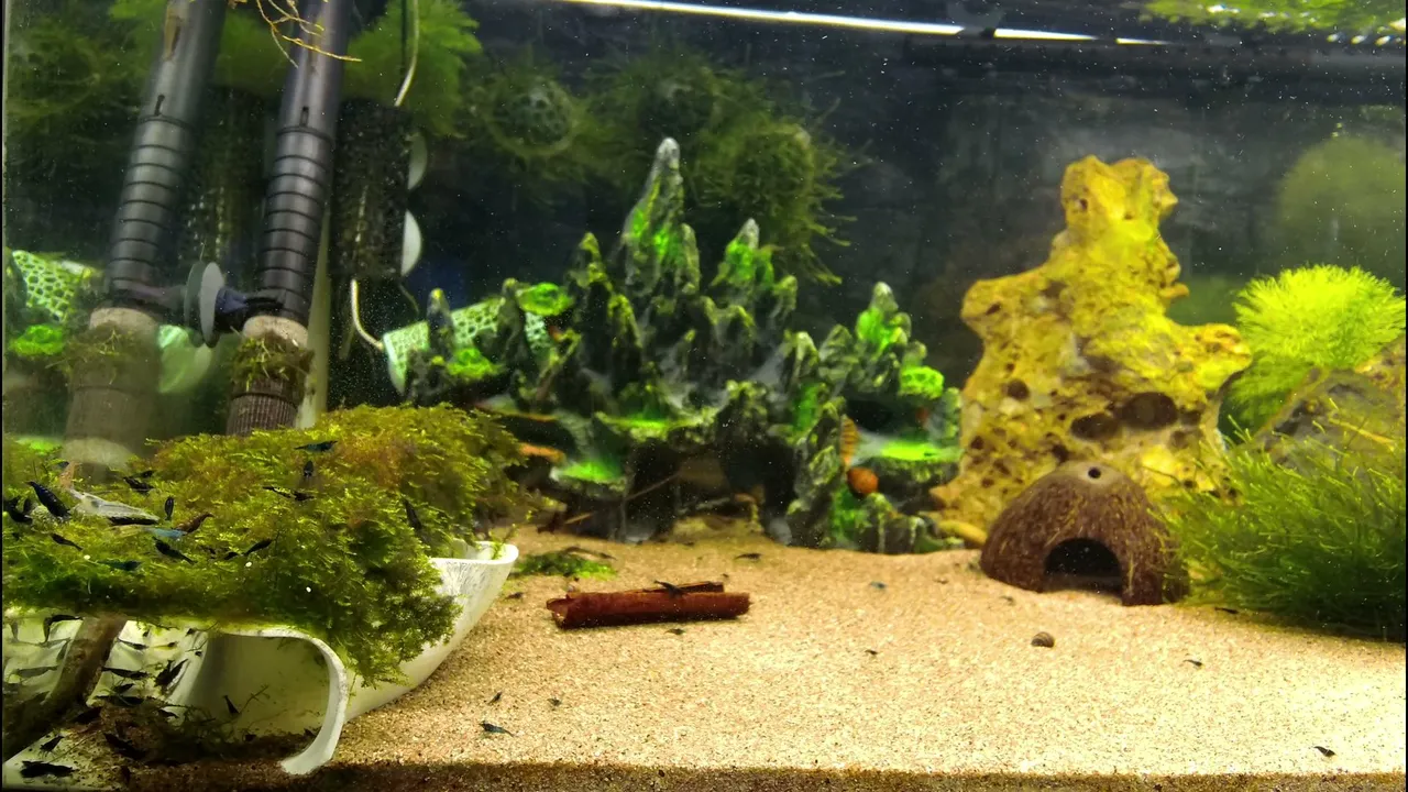 Shrimpempireofficial