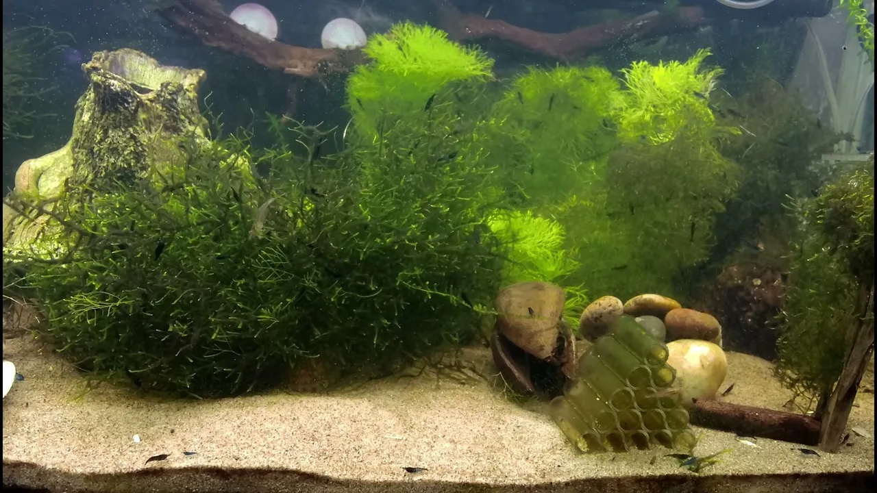 ShrimpEmpire