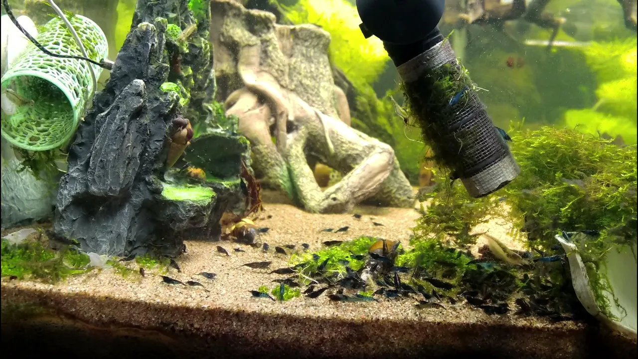 Shrimpempireofficial