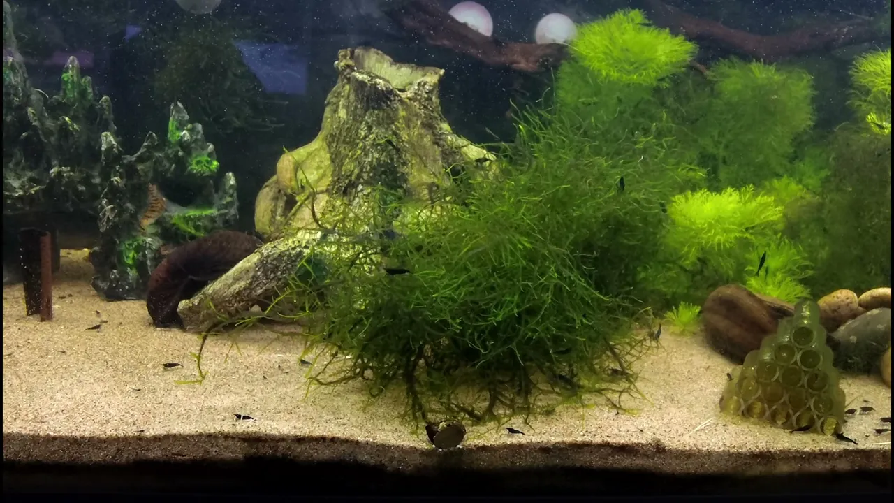 ShrimpEmpire