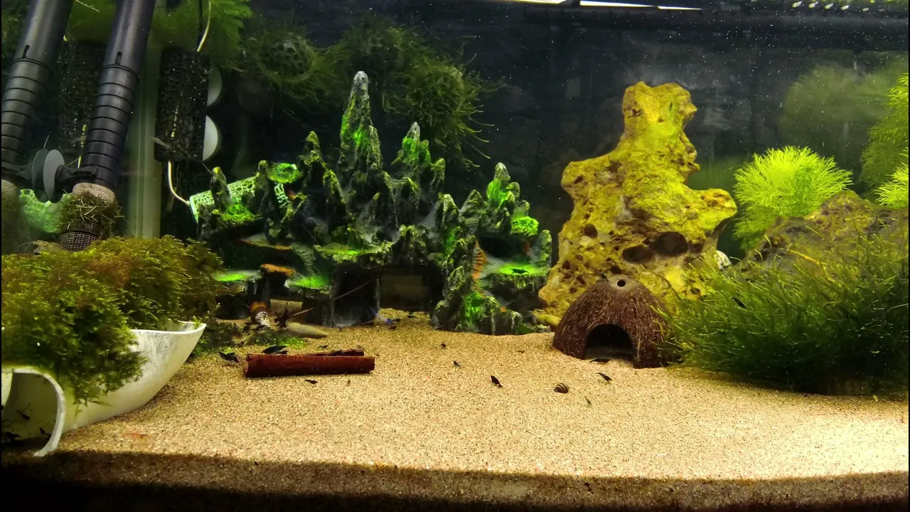 Shrimpempireofficial