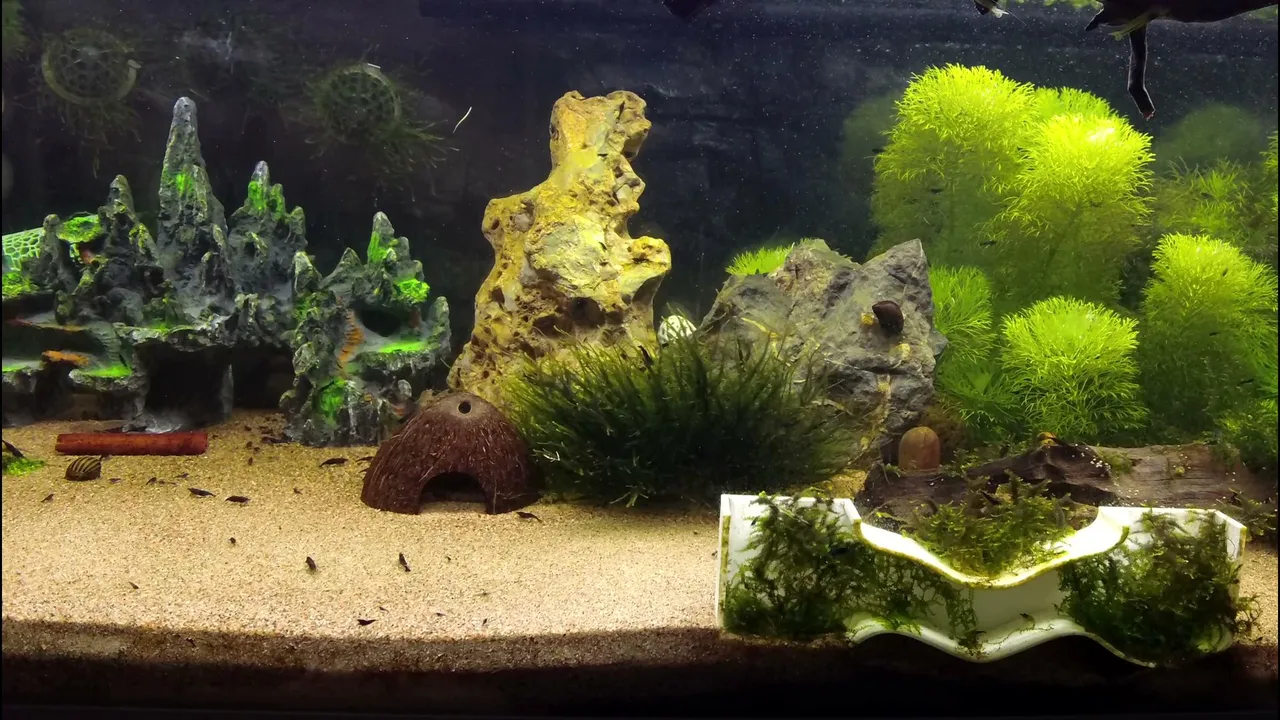 Shrimpempireofficial