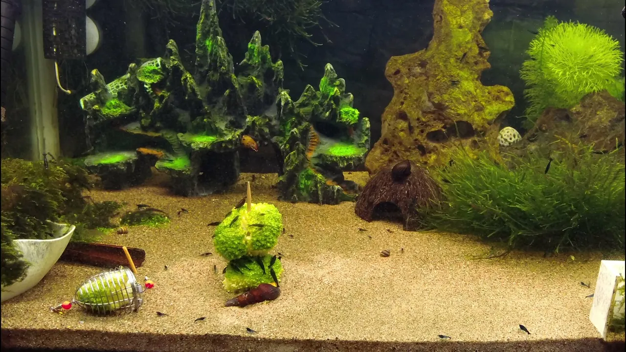 Shrimpempireofficial
