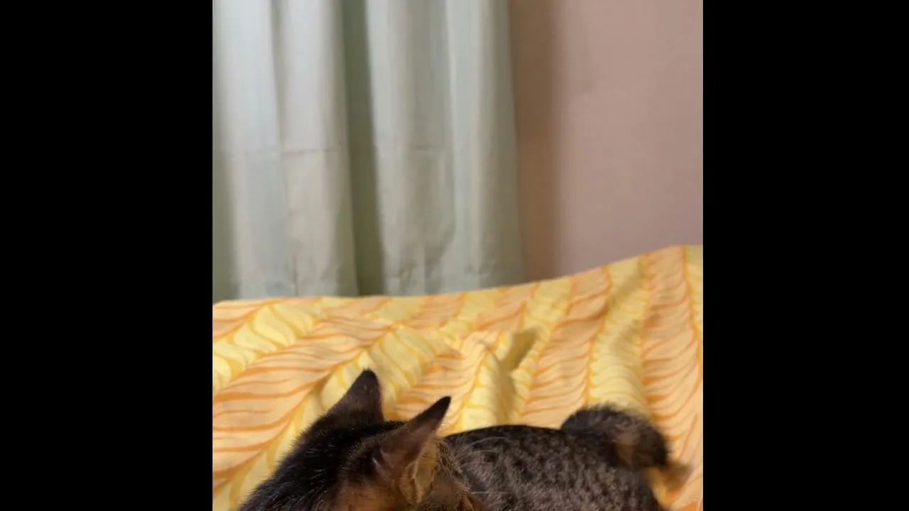 ramu_momo live