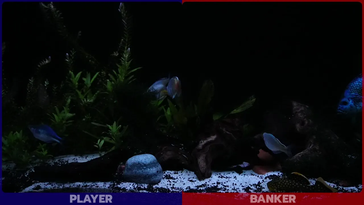 JackTheFish