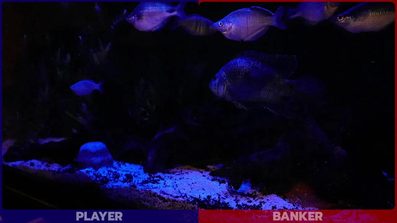 JackTheFish