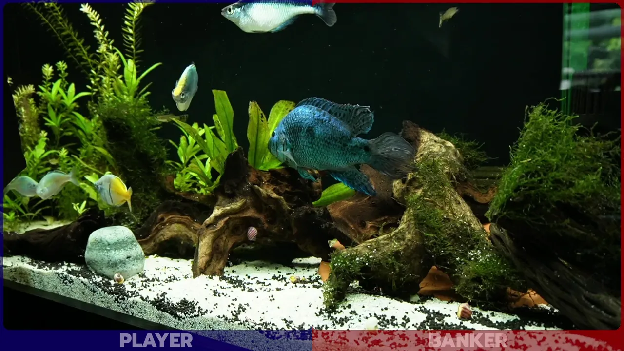 JackTheFish