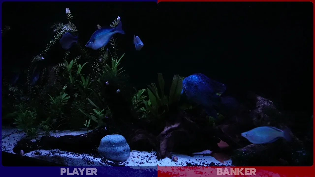 JackTheFish