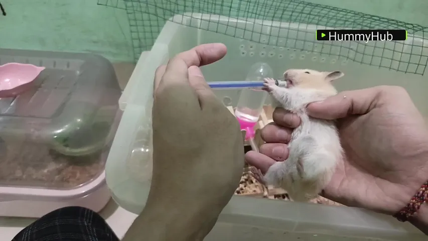 #hamster