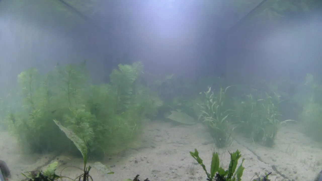 LoFinAquariums live