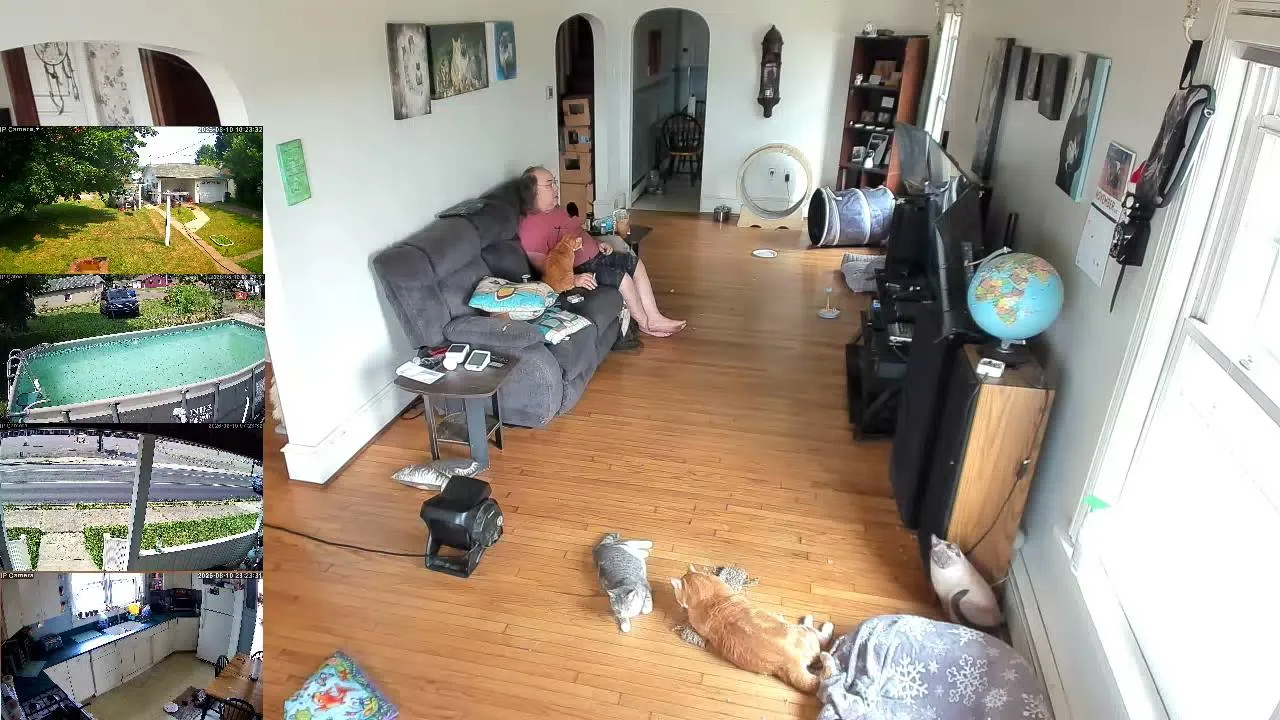 frankncats live