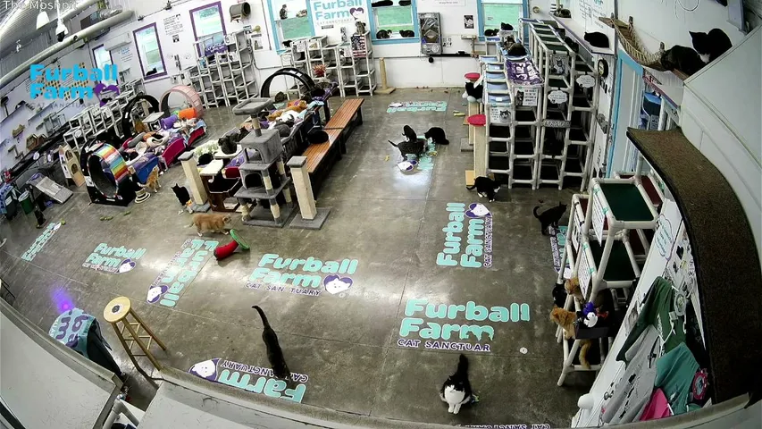 furball-farm