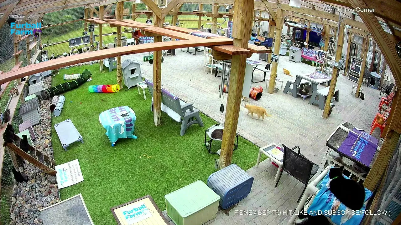 Furball_farm