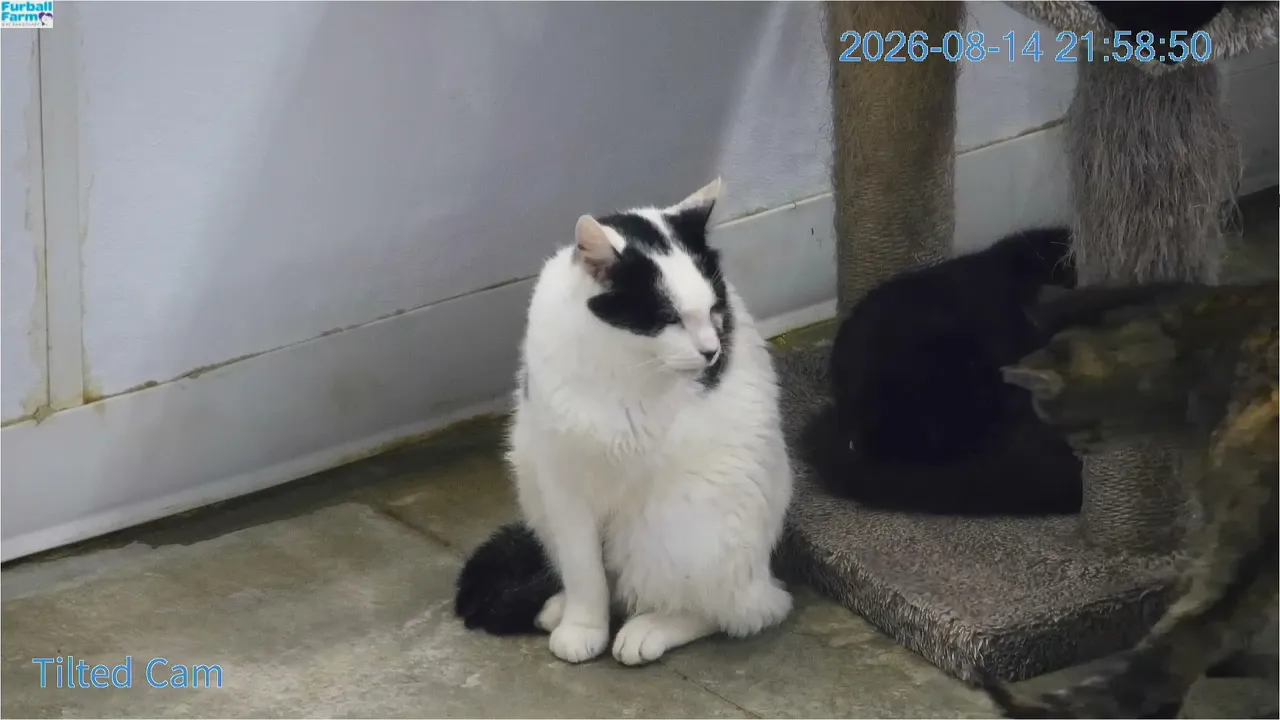 Furball_farm