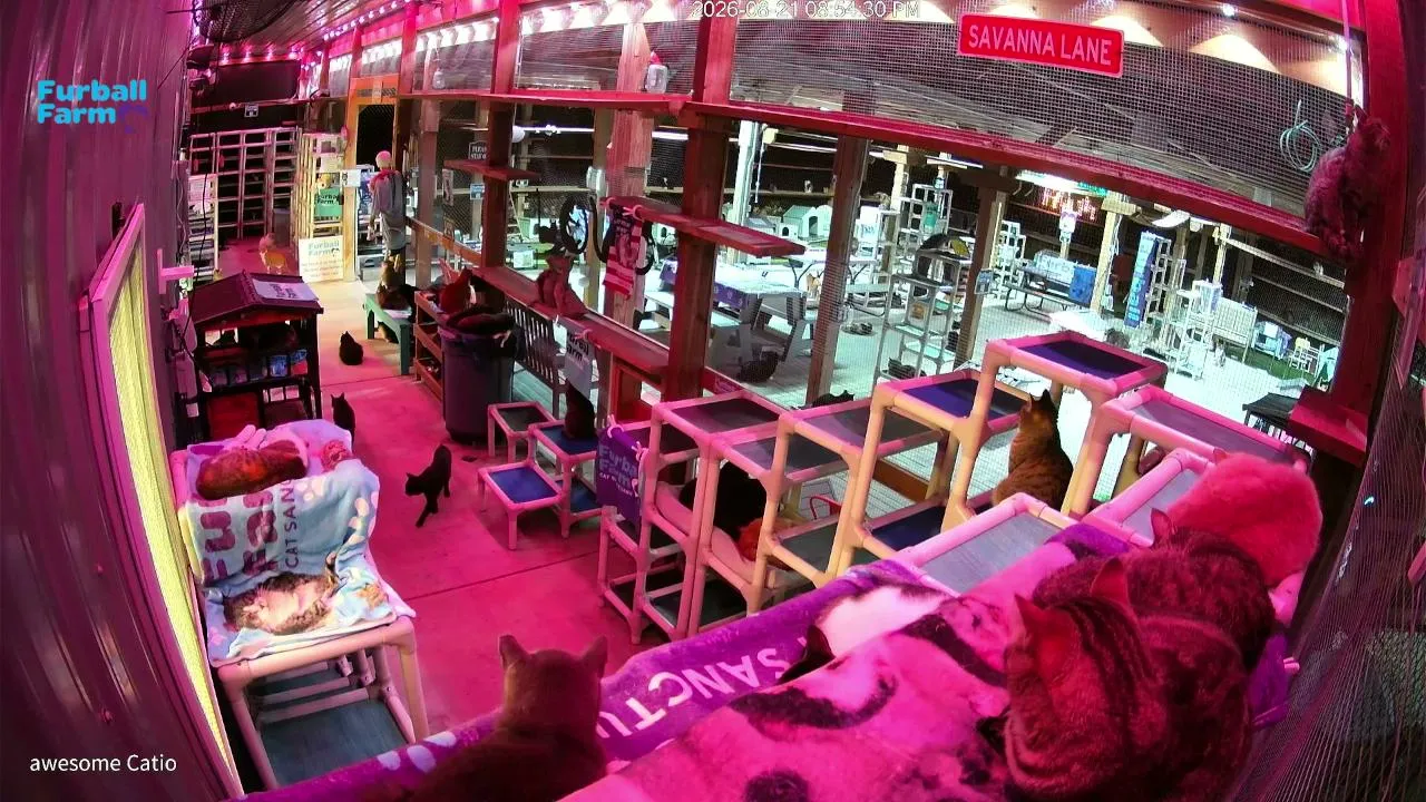 Furball_farm