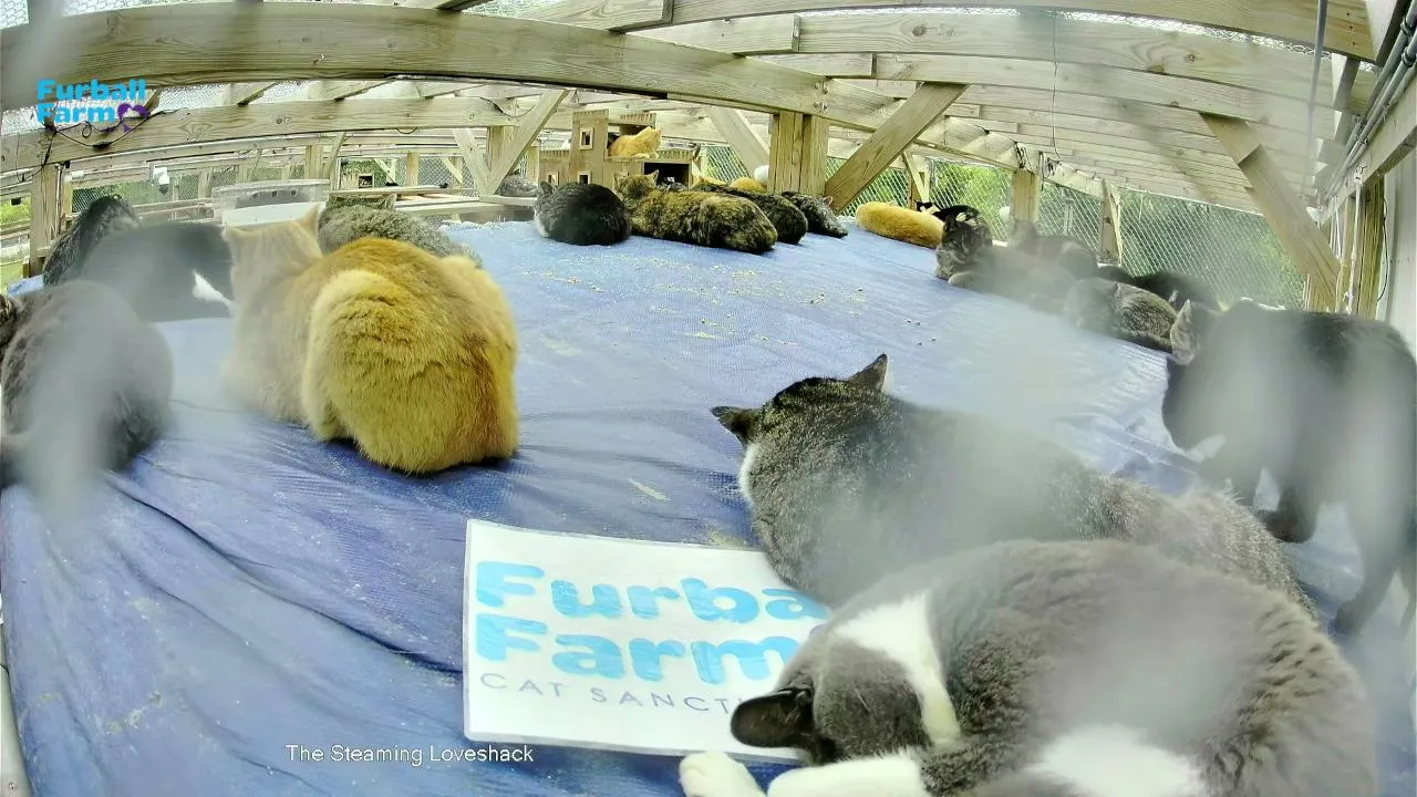 Furball_farm