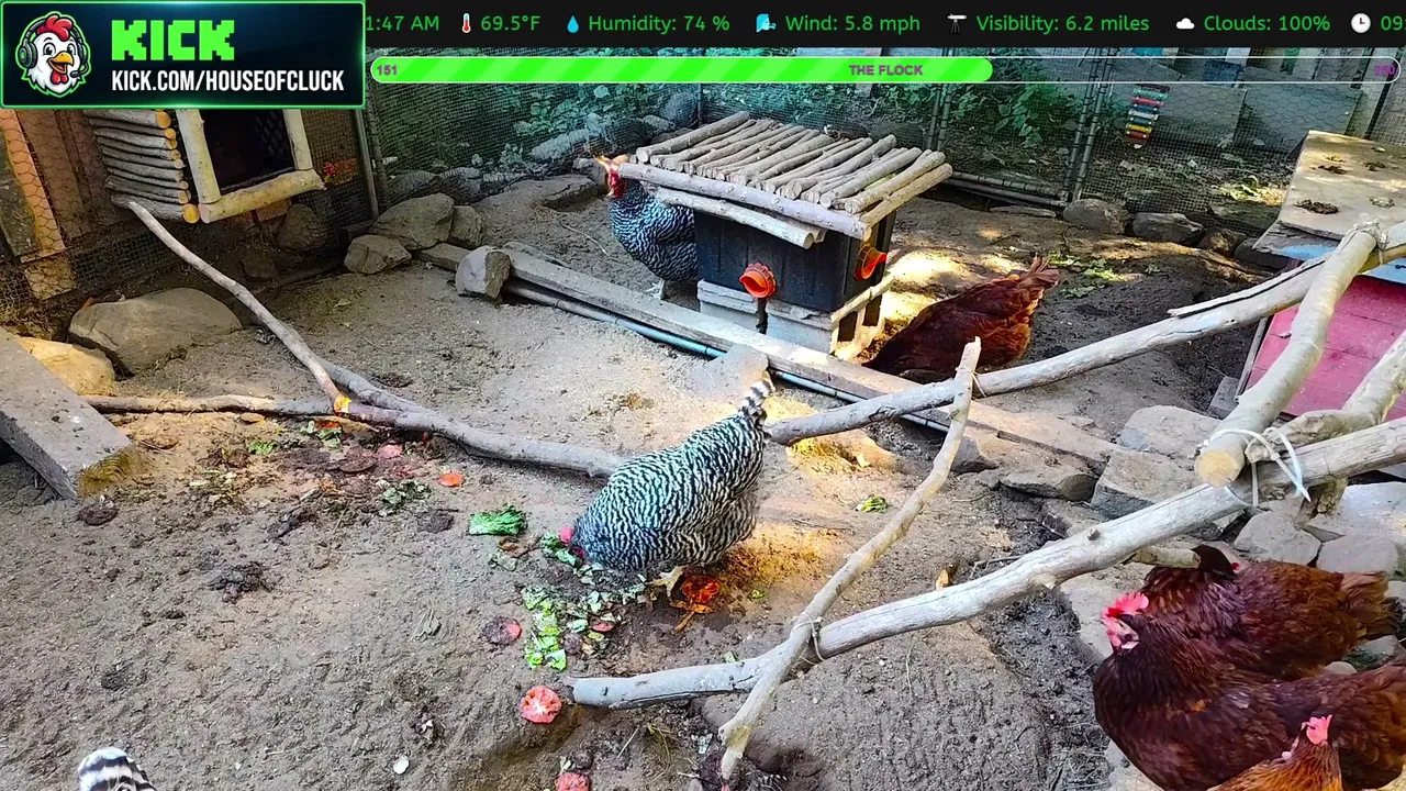 HouseofCluck
