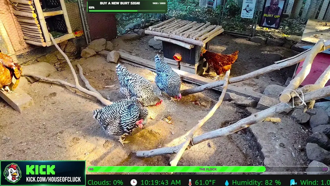 HouseofCluck