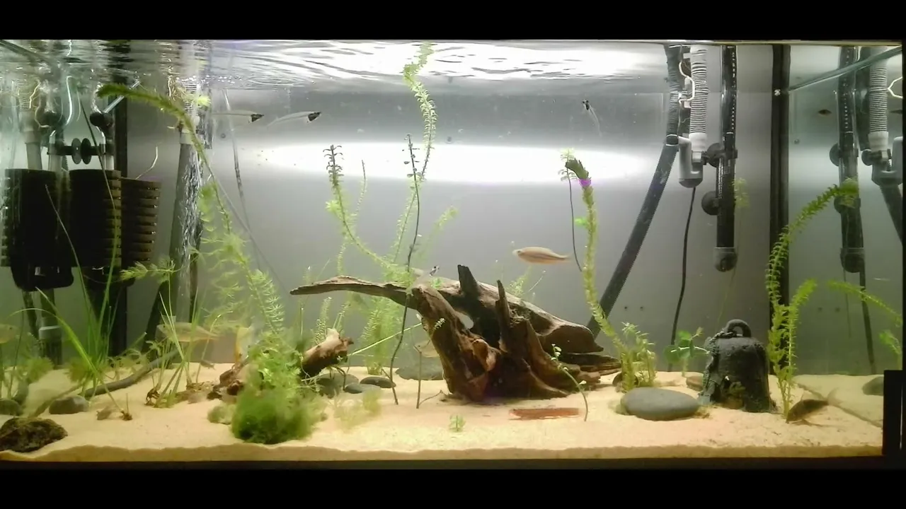 ChiosFishies live
